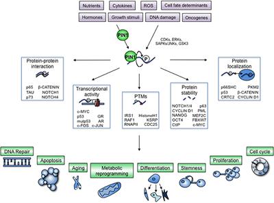 Oncogenic Hijacking of the PIN1 Signaling Network